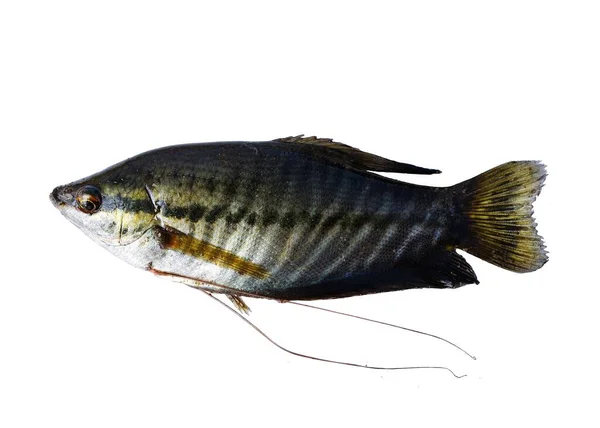 Peces Gourami Piel Serpiente Aislados Sobre Fondo Blanco Peces Trichopodus — Foto de Stock