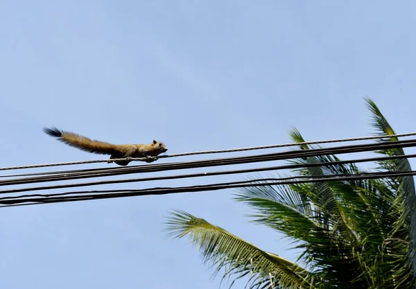 Thai Squirrel Wspinać Linii Energetycznej Drzewa Kokosowego Błękitne Niebo Tle — Zdjęcie stockowe