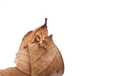 Lasiocampidae, Eggars, Snout güveleri, Lappet güveleri, kahverengi kelebek güvesi beyaz arka planda yalıtılmış, yapraklar gibi şekil ve renk veren böcekler, Tayland