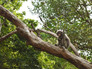 Ormandaki ağaçta siyah yaprak maymunu Tayland 'da gözlüklü langur.