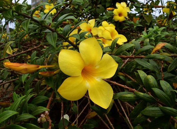 Allamanda Común Trompeta Oro Trompeta Oro Vid Flor Campanilla Amarilla —  Fotos de Stock