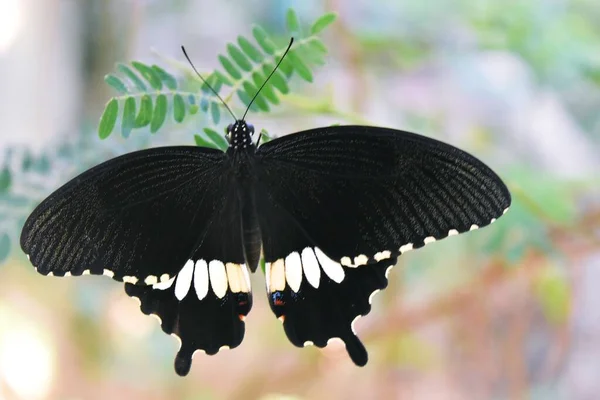 Common Mormon Papilio Polytes Mariposa Negra Con Fondo Verde Natural — Foto de Stock