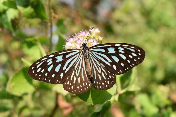 Světle Modrý Tygr Tirumala Limniace Motýl Hledá Nektar Bílém Květu — Stock fotografie