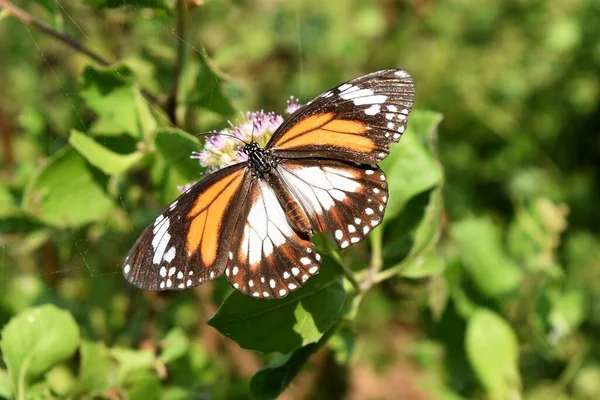 Zwarte Geaderde Tijger Danaus Melanippus Patroon Oranje Wit Zwarte Kleur — Stockfoto