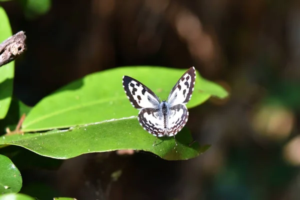 Castalius Rosimon Common Pierrot Mariposa Rayas Manchas Marrones Las Alas —  Fotos de Stock