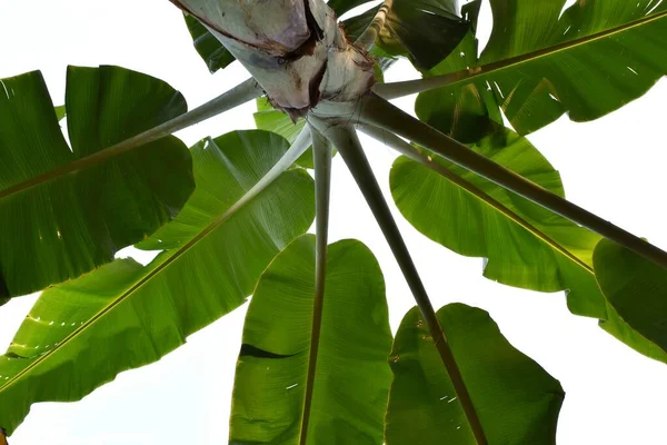 Hojas Plátano Verdes Árbol Aisladas Sobre Fondo Blanco Hojas Bush —  Fotos de Stock