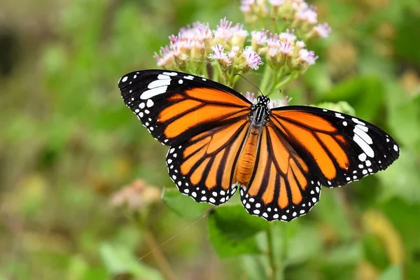 Обычный Тигр Danaus Genutia Оранжевый Белым Черным Цветом Рисунок Крыльях — стоковое фото