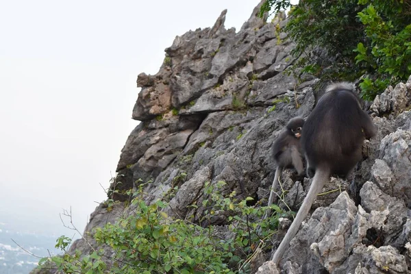 Мавпа Листок Сидить Скелі Горі Таїланд — стокове фото