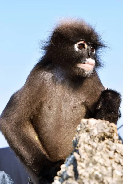 Kera Daun Dusky Gunung Dengan Langit Biru Latar Belakang Langur — Stok Foto