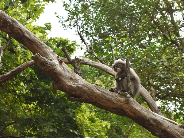 Dusky Liść Małpa Drzewie Lesie Spectacled Langur Tajlandii — Zdjęcie stockowe