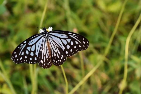 Parantica Agleoides Dark Glassy Tiger Mariposa Recolectando Néctar Flor Española — Foto de Stock