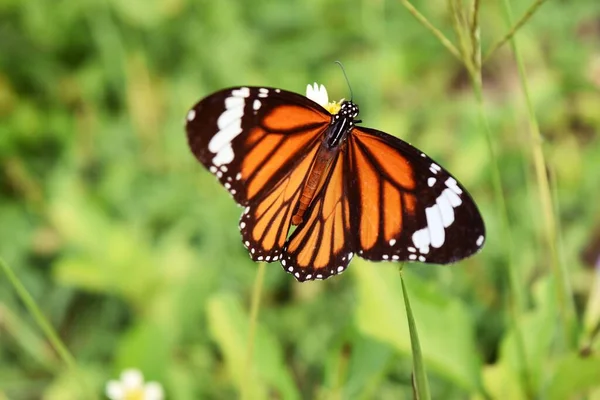 Тигр Коммон Данелия Оранжевый Белым Черным Цветовым Рисунком Крыльях Бабочка — стоковое фото