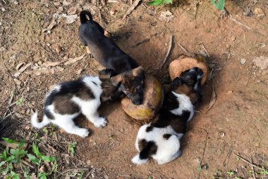 Hindistan cevizini ısıran üç yavru köpek, toprak topraktaki köpek yavrusunun eğlencesi.