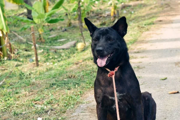 Cão Cabelos Curtos Preto Sentado Boca Aberta Durante Tempo Quente — Fotografia de Stock