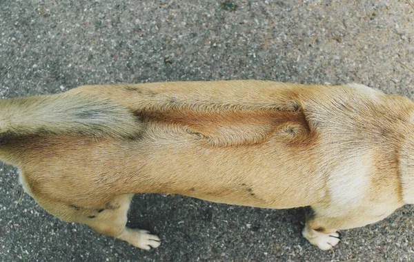 Back Tail Ridgeback Dog Fur Creamy Pet Standing Gray Background — Stock Photo, Image
