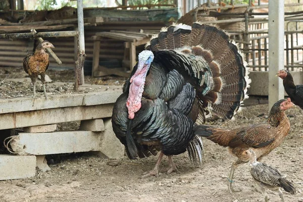 Male Turkeyspreading His Feathers Display Thai Local Hens Walking Chicken — Stock Photo, Image