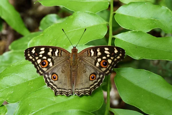 Рисунок Похожий Глаза Крыльях Лимонной Мухи Панси Junonia Lemonias Листьях — стоковое фото