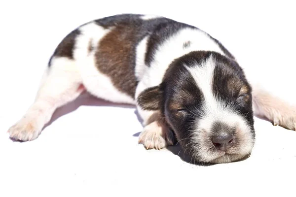 Nyfödd Spotted Dog Isolerad Vit Bakgrund Mörkbrun Och Vit Randig — Stockfoto