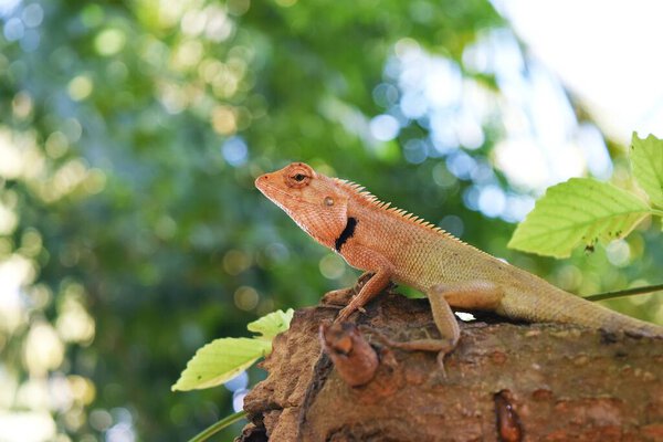 Orange head of Thai Chameleon on tree with natural green  background, Reptile in Thailand