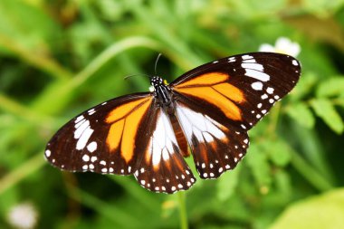 Kara Damarlı Kaplan, Danaus melanippus, yayılan kanatta desenli turuncu beyaz ve siyah renk, doğal yeşil arkaplan Tayland tarlasında çiçek arayan kelebek.