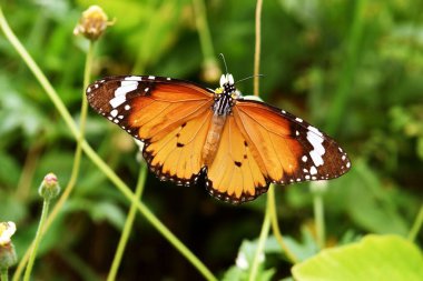 Sade kaplan, Afrika hükümdarı Kelebek, doğal yeşil arka planı, siyah ve beyaz benekleri ve yayılan turuncu kanadında desenleri olan İspanyol İğne çiçeğinin nektarını arıyor.