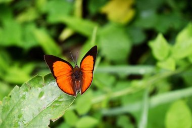 Rapala iarbus iarbus , Common Red Flash Butterfly spread  orange wings on leaf with natural green background, Thailand clipart