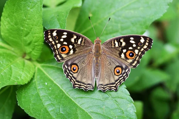 Узор Похож Глаза Крыльях Бабочки Мухи Лимонной Pansy Junonia Lemonias — стоковое фото