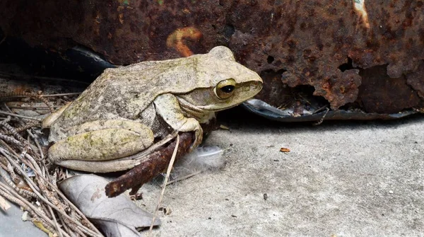 Sapo Árvore Comum Parede Concreto Anfíbios Tailândia — Fotografia de Stock