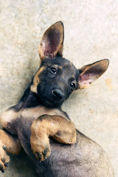 Filhote Cachorro Orelhas Longas Pai Está Deitado Postura Supina Preto — Fotografia de Stock