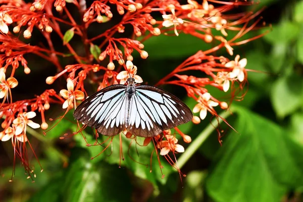 Las Flores Rojas Con Mariposa Caminante Común Chupan Néctar Del — Foto de Stock