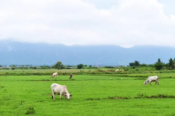 Krowy Pasące Się Zielonych Polach Mają Góry Pokryte Chmurami Deszczu — Zdjęcie stockowe