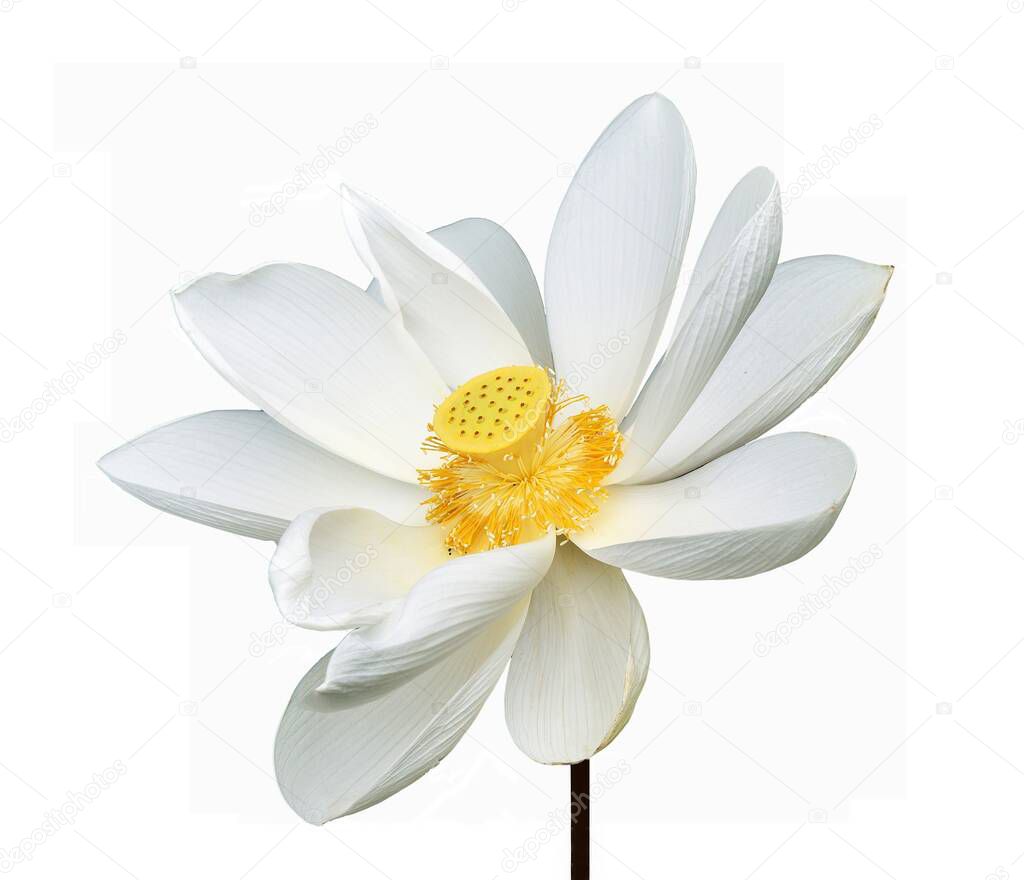 White lotus is blossoming revealing yellow pollen isolated on white background