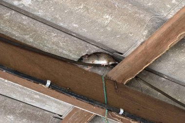 Fare, ahşap kiriş ve çatı kiremitleri arasındaki boşlukta yürüyor, farelerden saklanıyor, kemirgen hasarı ve elektrik tellerini çiğneyen felaketler.