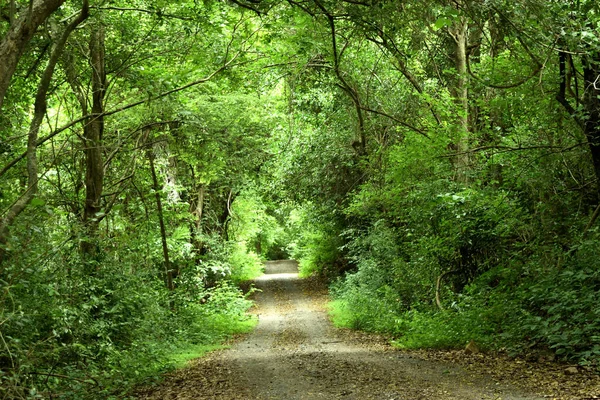 Die Straße Wald Mit Grünen Und Braunen Blättern Bedeckt Schöner — Stockfoto
