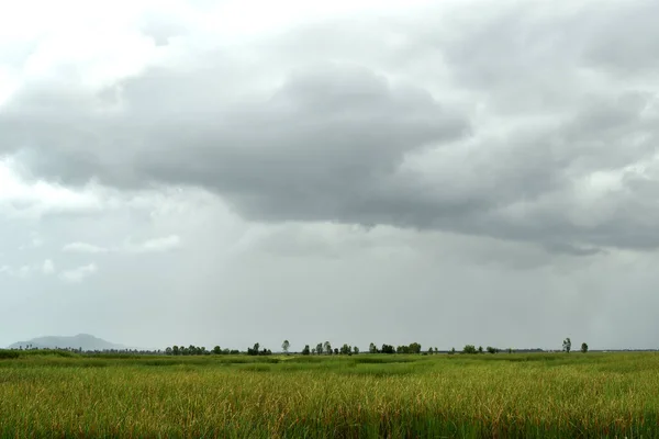 沼の上の空の灰色の雲の形成 ニンバスの動き 雨が降っている間の湿地帯のフィールドには レイアウド マーシュ 牧草地の植物の外観の程度 — ストック写真