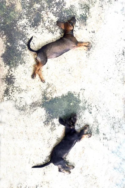 Filhote Cachorro Correndo Nuvem Dois Cães Dormem Estranho Espaço Padronizado — Fotografia de Stock