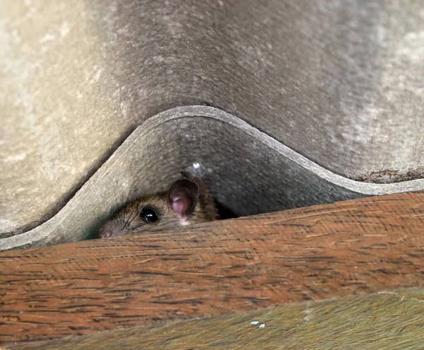 Szczur Ukrył Się Przestrzeni Pomiędzy Drewnianą Belką Dachówką Ukrywanie Myszy — Zdjęcie stockowe