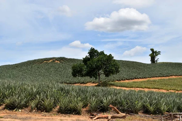 Colina Convirtió Plantación Piña Con Cielo Azul Fondo Montañas Con —  Fotos de Stock