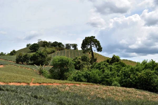 Hill Est Devenu Plantation Ananas Avec Ciel Bleu Arrière Plan — Photo
