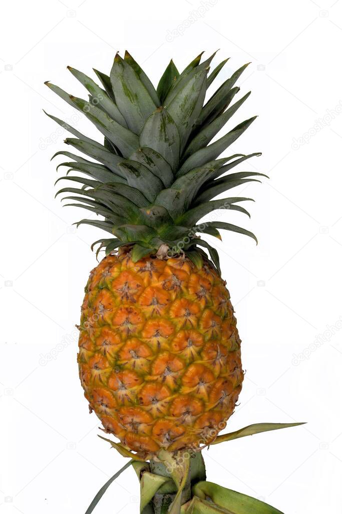 Yellow pineapple isolated on white background, Tropical fruit taste good, Thailand 