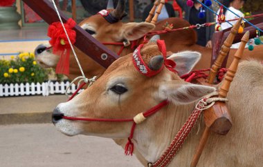 Tayland 'da dekoratif Öküz Sürükleme Arabası Kahverengi Tayland ineğinin Gözyaşları