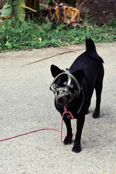 The Black short-haired dog\'s mouth was covered with muzzle, Pet standing on gray ground with red cord tied at the neck