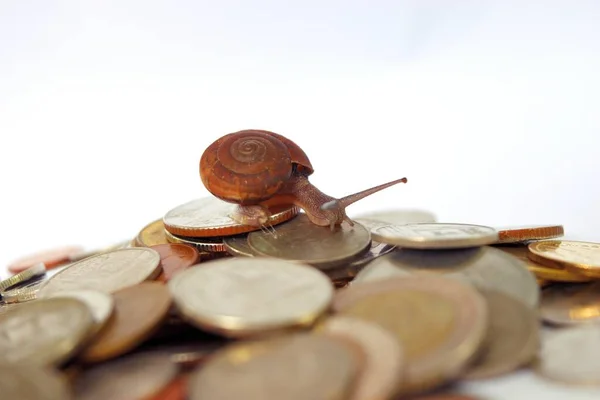 Brown snail climb up to the top of the pile of coins on white background, Travel up the mountain of money , Business and finance , Victory and success from patience , Slow economic growth