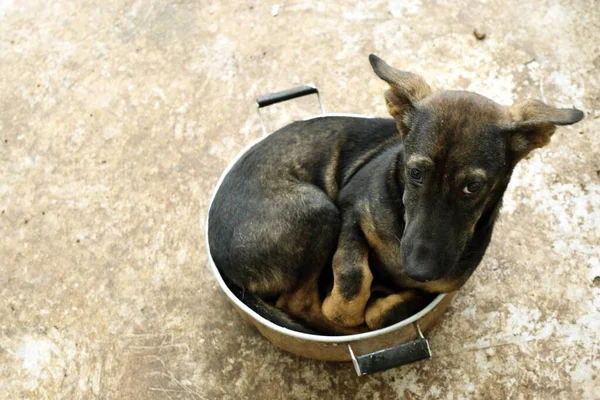 Cão Preto Enrolado Pote Pobre Filhote Cachorro Procurar Calor Comportamento — Fotografia de Stock