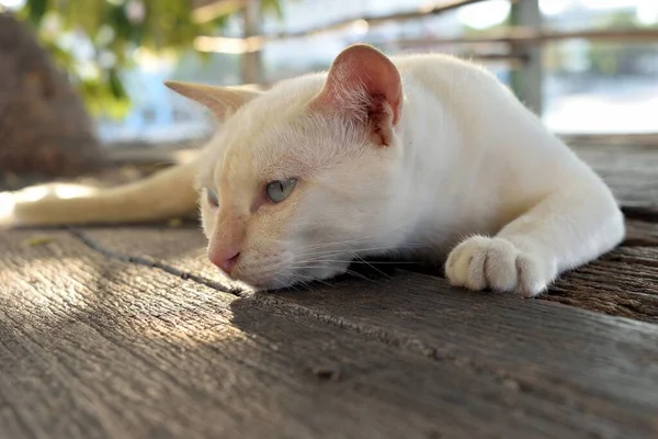 Κρέμα Tabby Γάτα Που Βρίσκεται Στο Ξύλινο Τραπέζι Χαριτωμένη Συμπεριφορά — Φωτογραφία Αρχείου