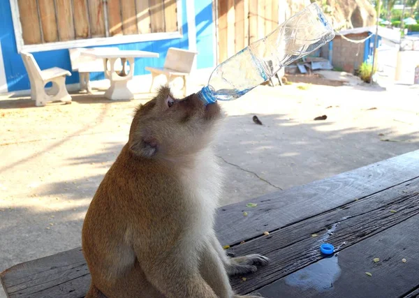 Altın Tüylü Maymun Şeffaf Plastik Şişe Uzun Kuyruklu Maymun Yengeç — Stok fotoğraf