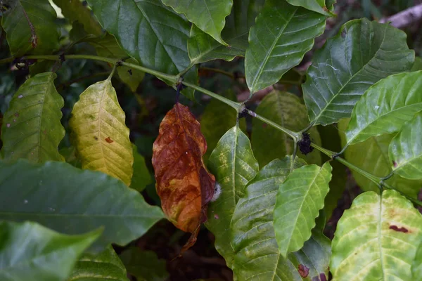 Ruskea Keltainen Vaurioita Antraseeni Vihreä Lehti Robusta Kahvi Kasvi Puu — kuvapankkivalokuva