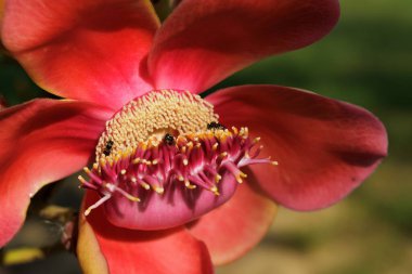 Shorea Robusta ya da Gülle Güllesi çiçeği arka planda doğal kahverengi ve yeşil, Gülle Ağacı 'nın kırmızı yaprakları ve arı