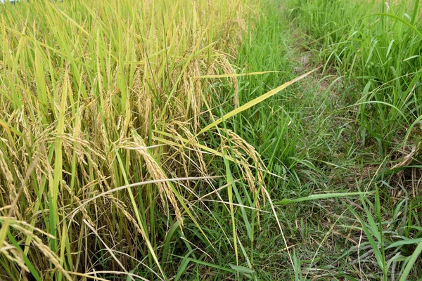 Primer Plano Las Orejas Arroz Con Cáscara Amarilla Campo Tailandia — Foto de Stock