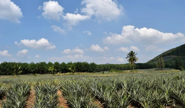 Plantera Ananas Den Branta Sluttningen Kullen Thailand Berg Med Blå — Stockfoto